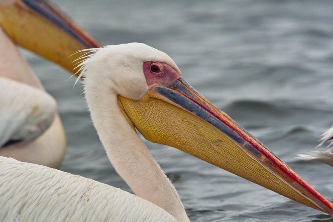 Highlights of Walvis Bay Guided 1/2 Day Tour (Shore Excursion) - Physical Fitness