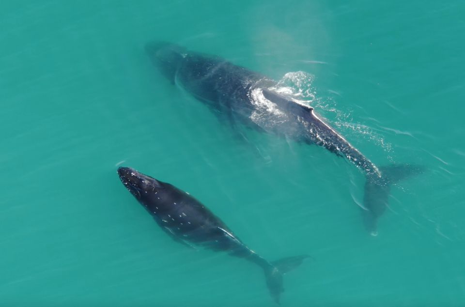 Hoonah: Icy Strait Whale Watch With Drone Filmography - Meeting Point