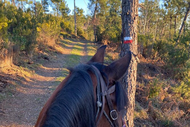 Horse Riding on the Coast of Monterosso Al Mare, Cinque Terre - Pickup by Foot