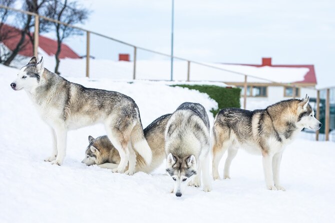 Husky Petting in Akureyri (private) - Booking and Pricing