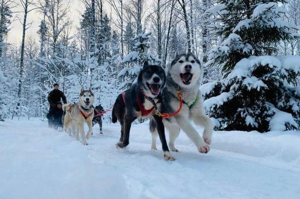 Husky Tour Experience in Levi - Safety and Amenities