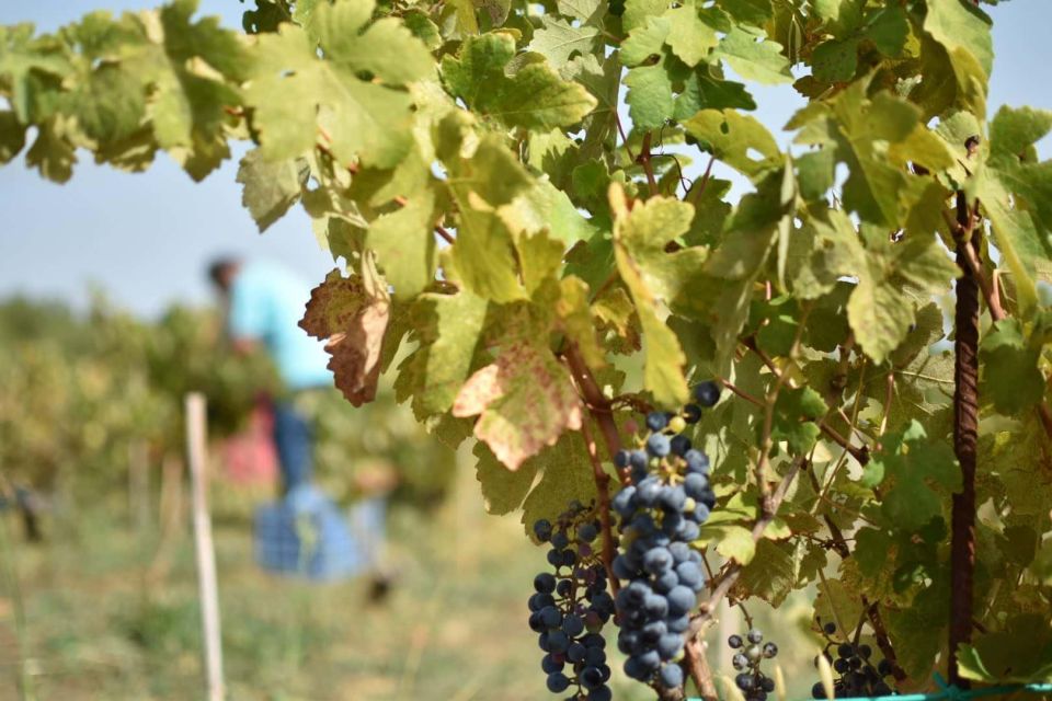 Kefalonia Wine Adventure in 3 Wineries With Tastings - Educational Components