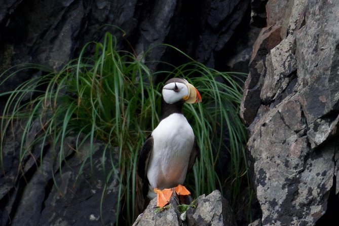 Kenai Fjords and Resurrection Bay Half-Day Wildlife Cruise - Included Amenities and Features