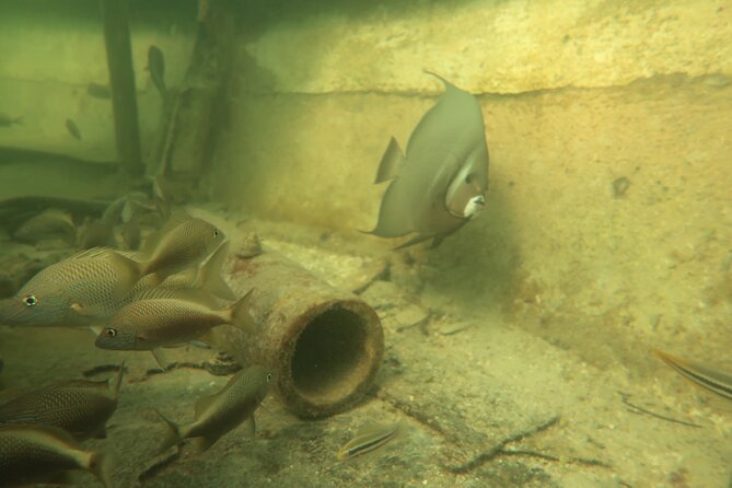 Key West SNUBA Experience - Underwater Marine Life Exploration