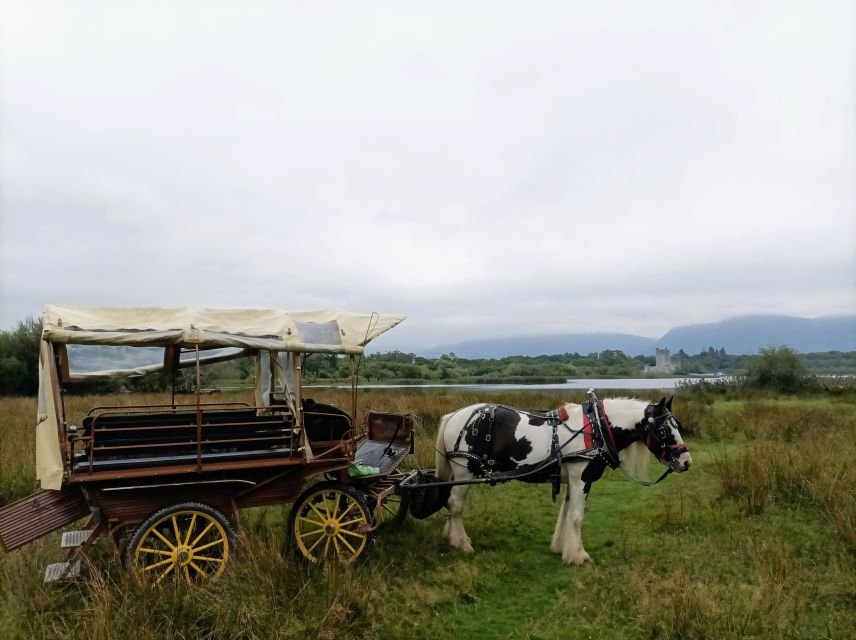 Killarney: Killarney National Park Private Tour - Customer Reviews and Ratings