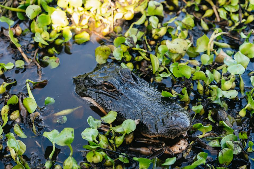 Kissimmee: 1-Hour Airboat Everglades Adventure Tour - Recommendations for Visitors