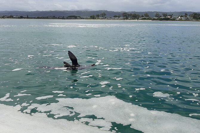 Knysna Lagoon Boat Cruises - Spacious and Comfortable Vessel