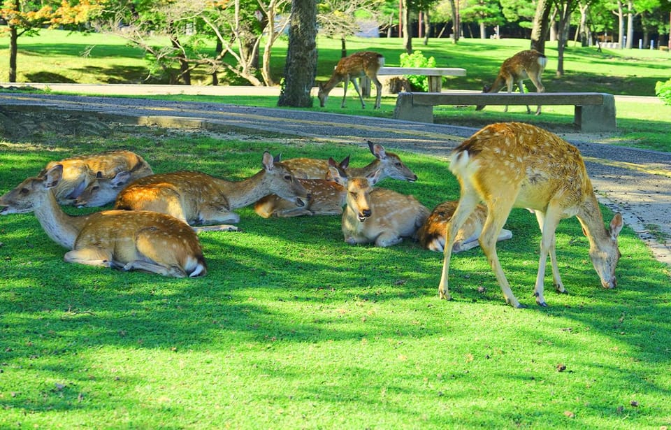 Kyoto and Nara UNESCO Highlights Full-day Tour From Osaka - Fushimi Inari Taisha Shrine