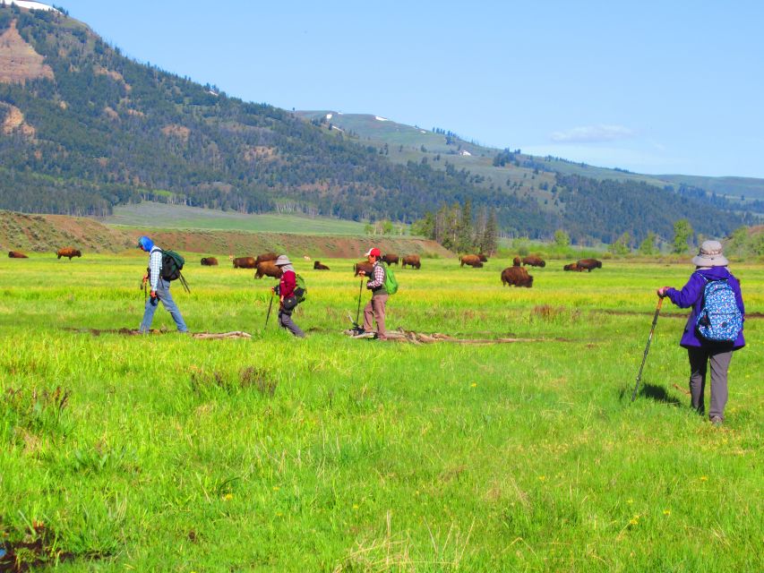 Lamar Valley: Safari Hiking Tour With Lunch - What to Expect on the Tour