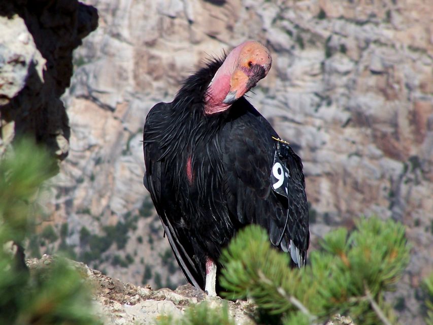 Las Vegas: Small-Group Grand Canyon South Rim Walking Tour - Important Information