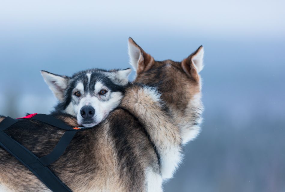 Levi: Self-Drive Husky Sledding Adventure - Frequently Asked Questions