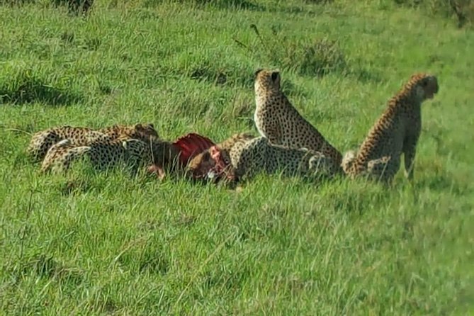 Maasai Mara Game Reserve - Confirmation and Recommendations