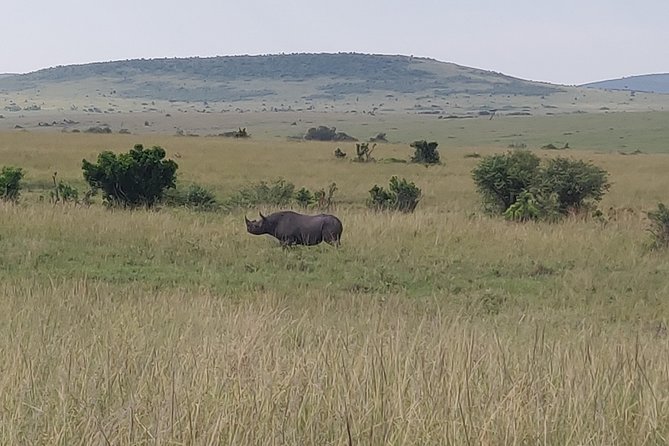 Maasai Mara Safari!! - Start Time and Tour Type