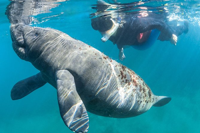 Manatee Swim Tour With in Water Photographer - Seasonal Considerations and Challenges