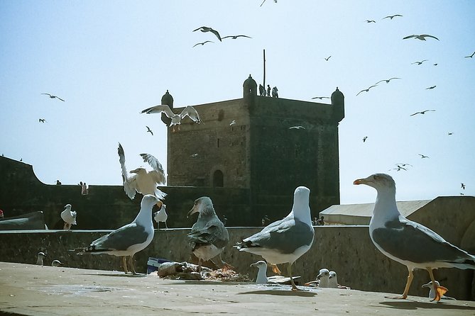 Marrakech to Essaouira: Private Tour - Highlights of Essaouira