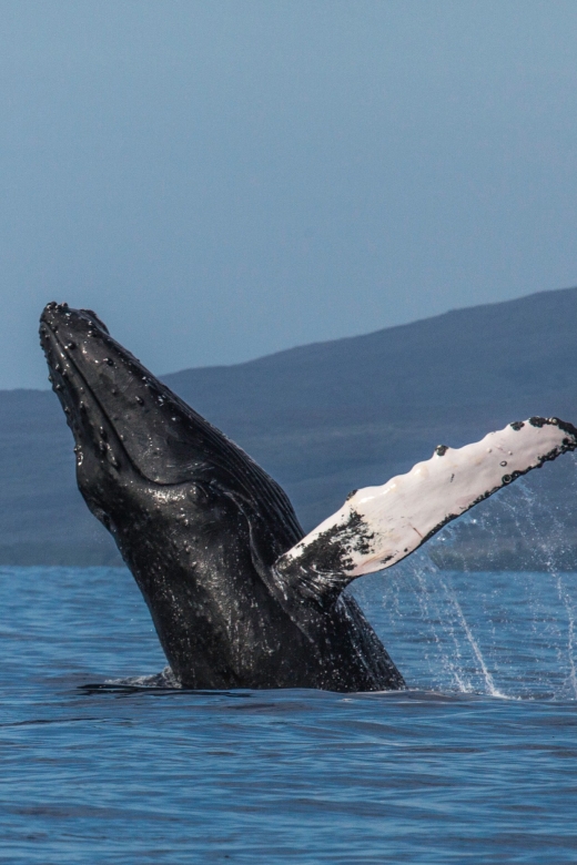 Maui: Deluxe Whale Watch Sail & Lunch From Ma`Alaea Harbor - Eco-Friendly Commitment