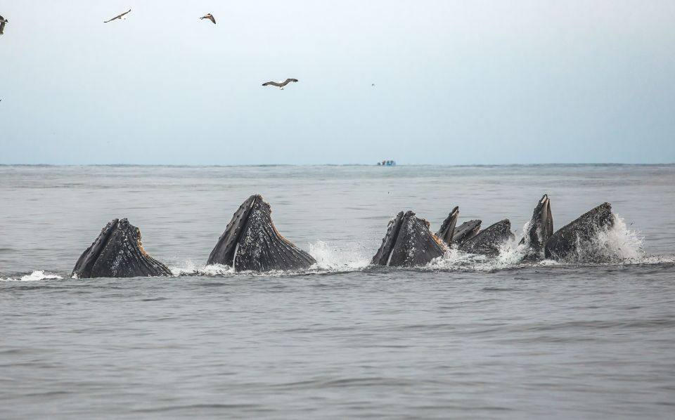 Monterey: Sunset Whale Watching Cruise With a Guide - Meeting and Check-In