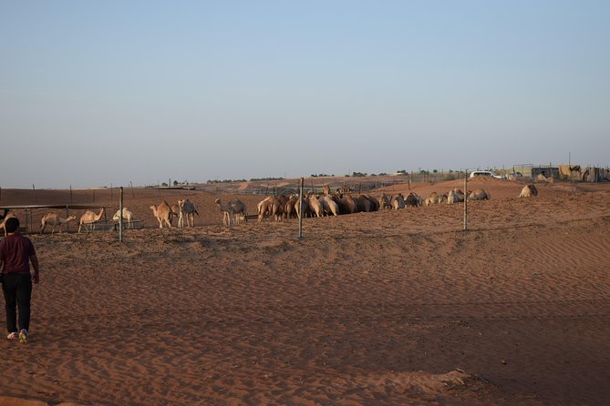 Morning Desert Safari With Camel Ride & Sand Boarding - Inclusions and Restrictions