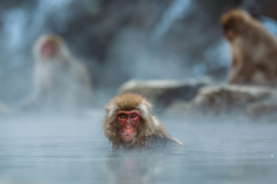 Nagano: Snow Monkey Park, Zenkoji One Day Private Tour - Whats Included and Not Included