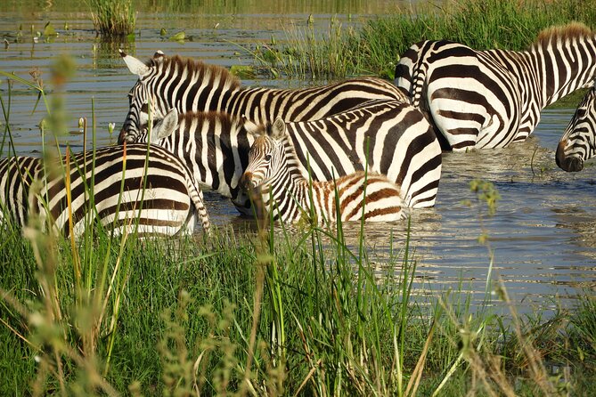 Nairobi National Park Drive (Small Group Tour) - Cancellation Policy