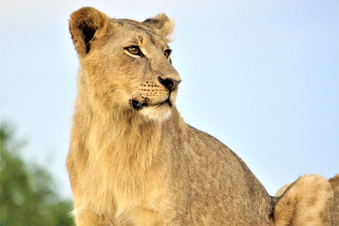 Nairobi National Park Half Day Tour - Pickup and Drop-off