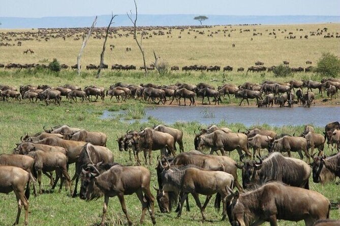 Nairobi National Park Safari With a Visit to Giraffe Center. - Meeting and Pickup