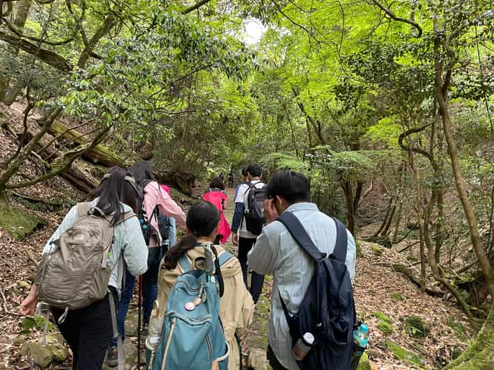 Nara Hiking Tour Review: Buddha, Deer, and Shrines - Tour Inclusions