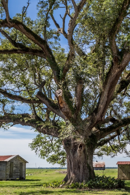 New Orleans: Felicity Plantation Guided Tour - Accessibility and Restrictions