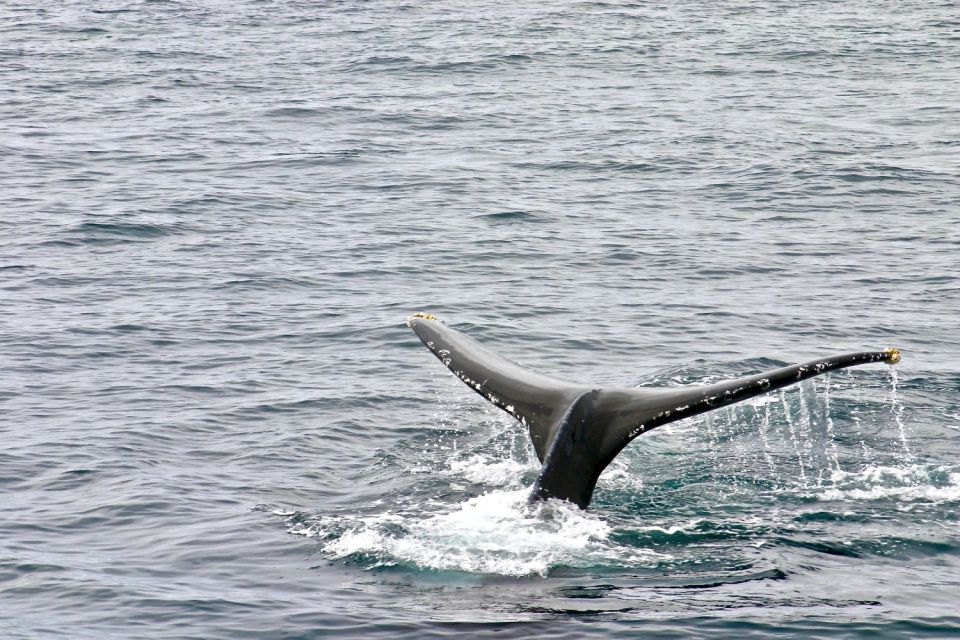 Oahu: Private Whale Watching Adventure - Inclusions and Pricing