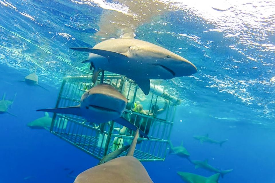 Oahu: Shark Cage Dive on the North Shore - Reserving Your Spot