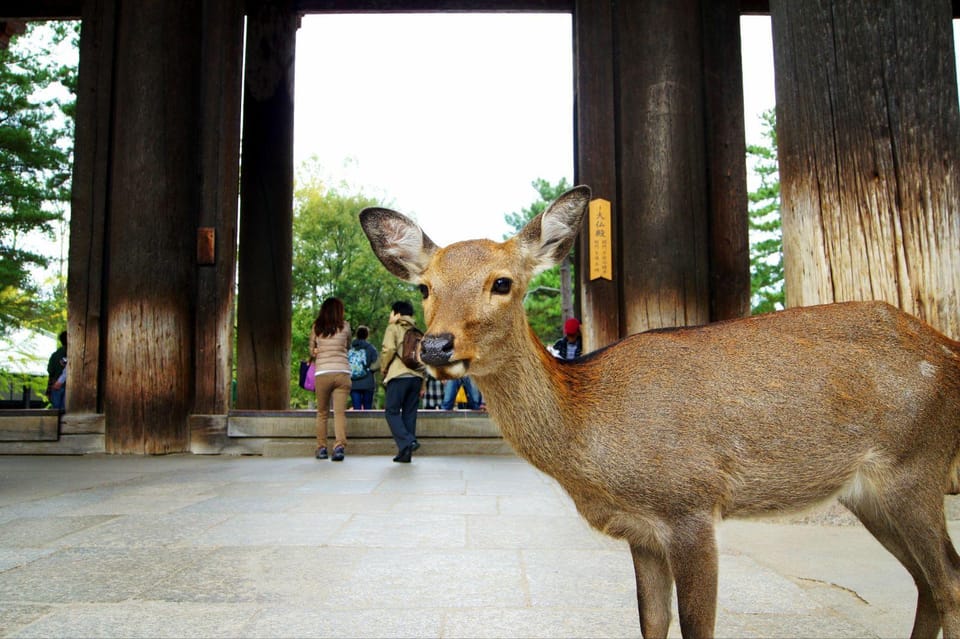 One Day Private Customized Self-Guided Tour in Nara - Driver and Communication