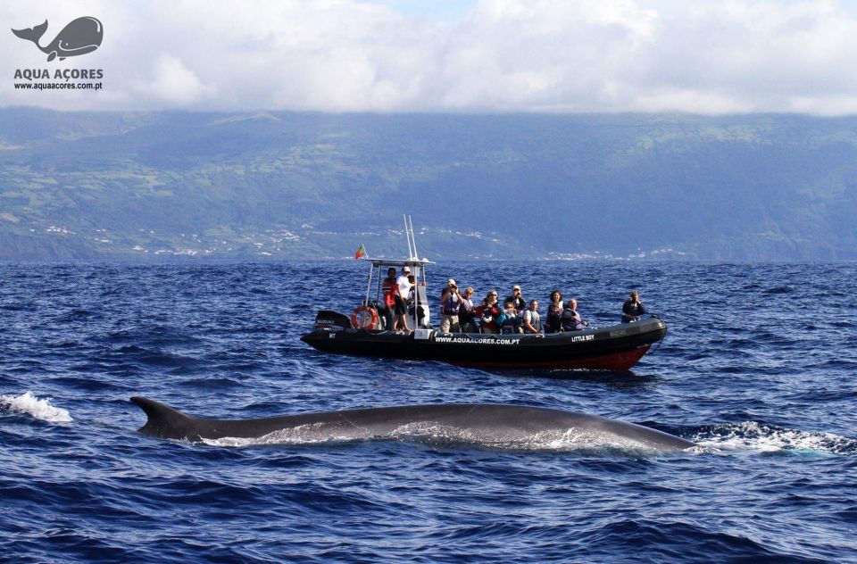 Pico Island: Azores Whale & Dolphin Watching on Zodiac Boat - Customer Feedback and Ratings