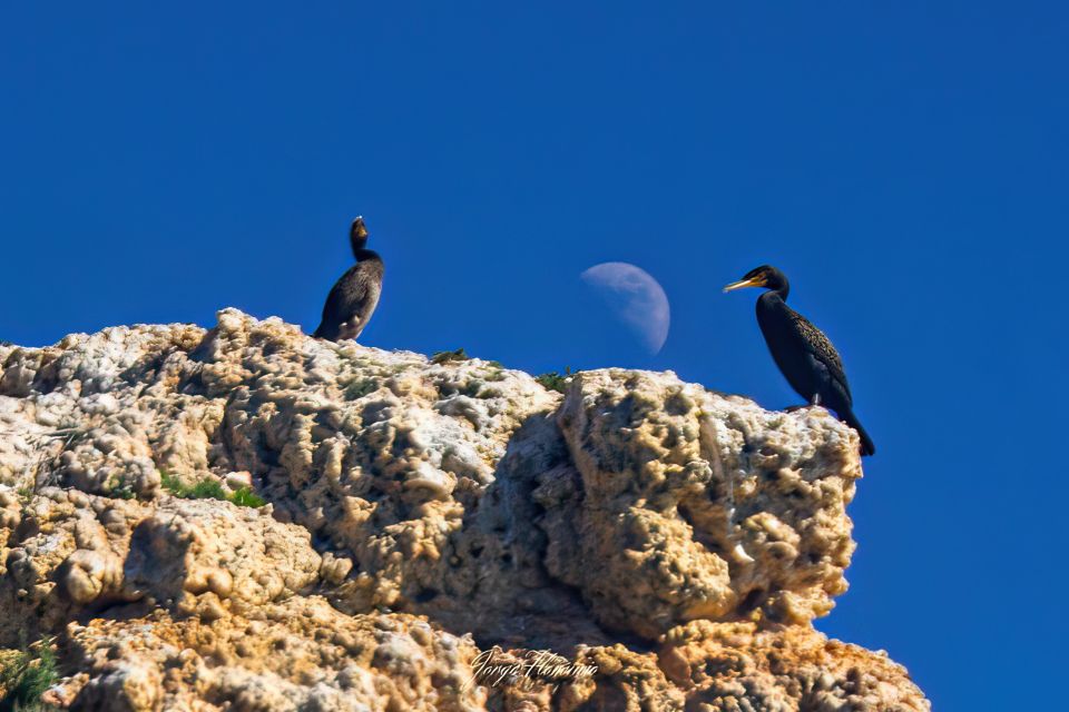 Portimão: Dolphins and Marine Life Boat Tour With Biologist - Inclusions and Restrictions