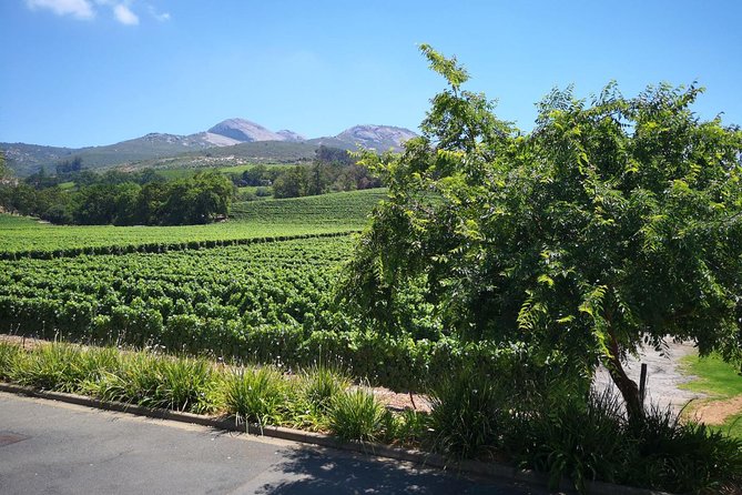 Private Half Daytour:Cape Winelands, Stellenbosch From Cape Town - Wineries and Wine Tasting