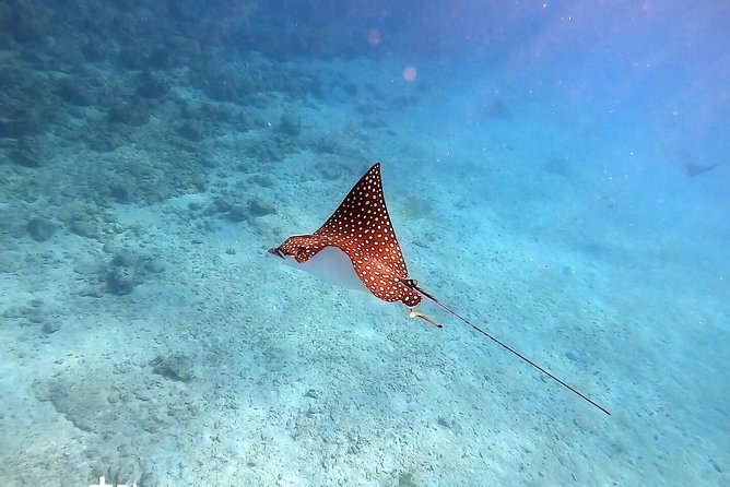 Private Morning Half-Day Snorkeling Trip - Preparing for the Trip