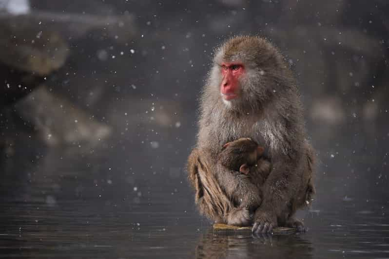 Private Snow Monkey Zenkoji Temple Sightseeing Day Tour - Included Amenities