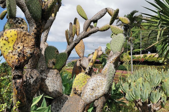 Private Tour Cable Car Toboggan Tropical Garden and Skywalk - Visit Camara De Lobos Fisherman Village