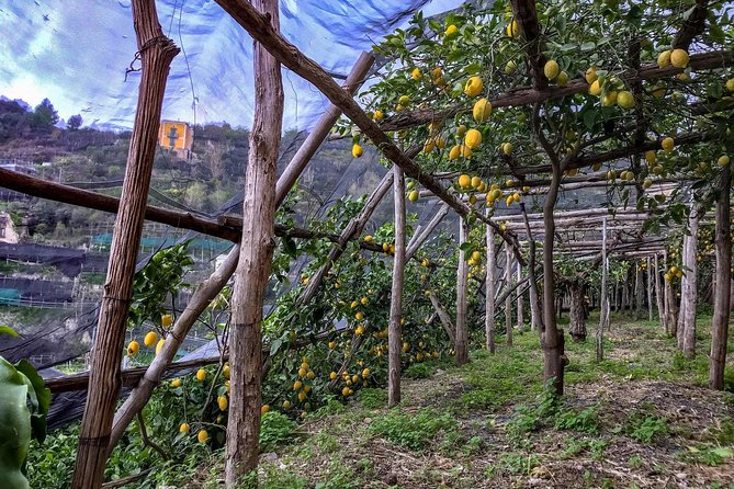 Private Tour: The Path of the Lemons - Additional Information