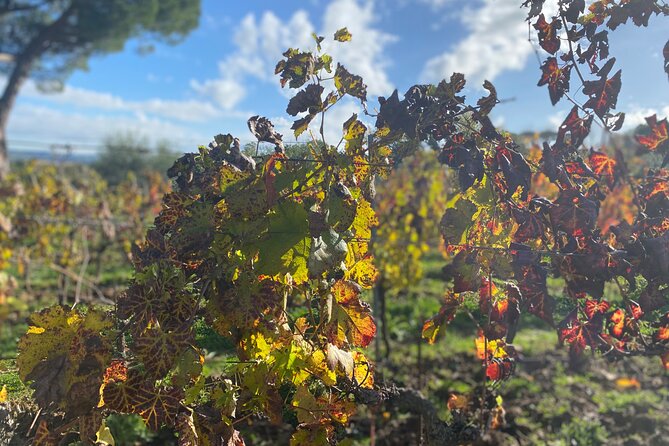 Private Tour: Top Brunello Di Montalcino Wine Tour - Insiders Look at Wine Production Methods