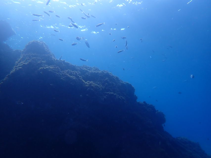 Puerto Del Carmen: Try Scuba Diving From the Beach - Marine Life Encountered