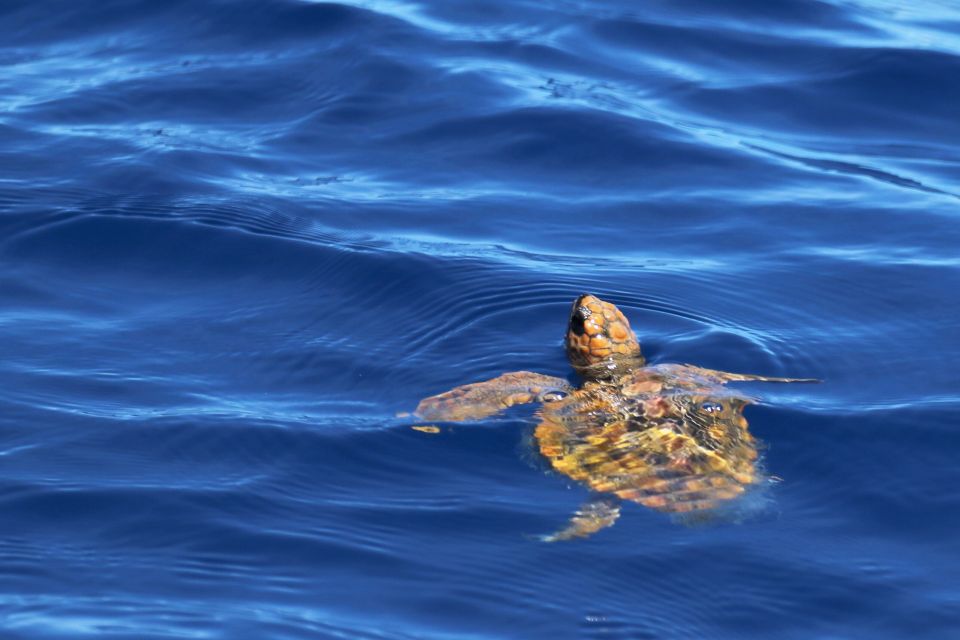 Rabo De Peixe: Sperm Whale Sanctuary Expedition - Included Services