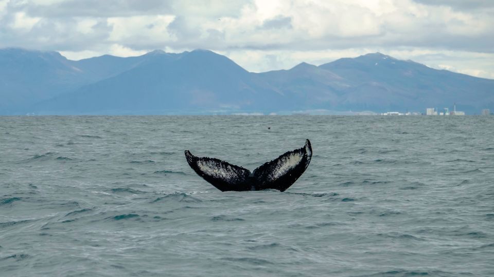 Reykjavik: Premium Whale Watching With Flexible Ticket - Booking Details