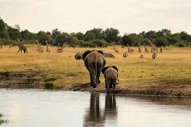 Safari Game Drive in Zambezi National Park - Comfort and Amenities