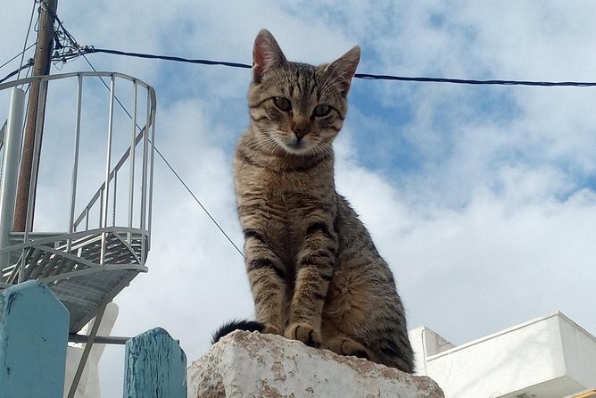 Santorini Local Life Full Day Tour - Exploring Oia Town