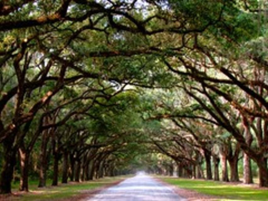 Savannah: Wormsloe Plantation and Bonaventure Cemetery Tour - Customer Reviews