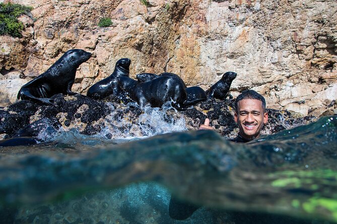 Seal Swimming Activity in Plettenberg Bay - Exploring the Seal Colony