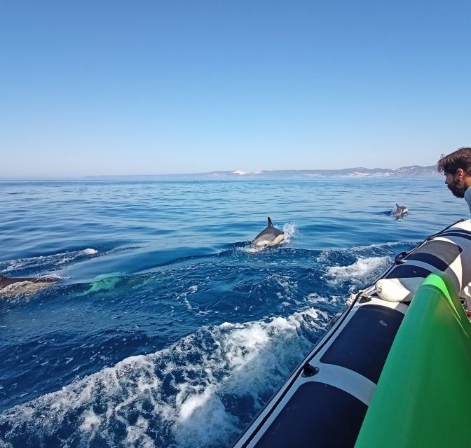 Sesimbra: Dolphin Watching Boat Tour With Biologist Guide - Spotting Dolphins and Whales