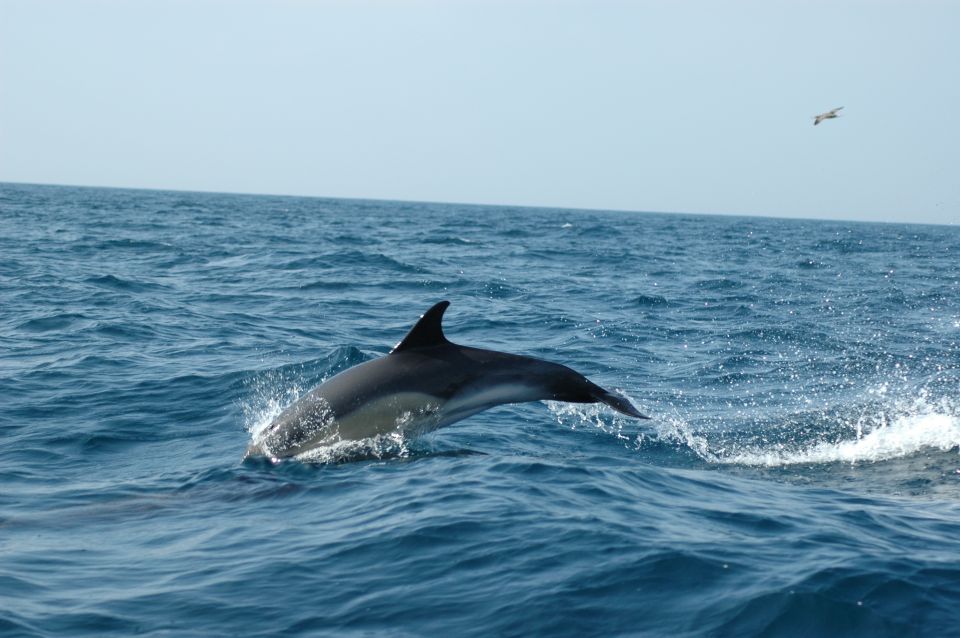 Sesimbra: Eco-friendly Dolphin Watching Tour - Booking and Cancellation