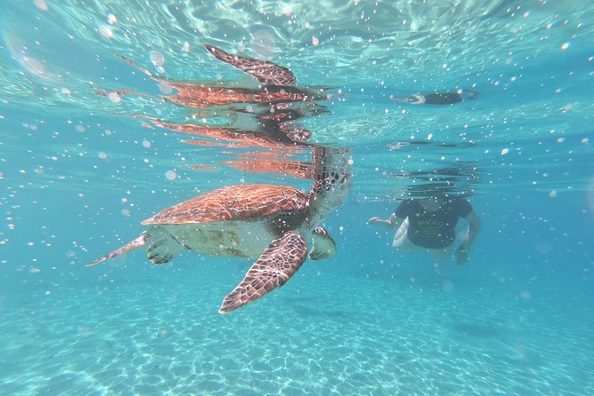 Snorkel With Turtles & Kenepa Grandi Beach: Nr.1 Island Day Trip - Tour Duration and Group Size