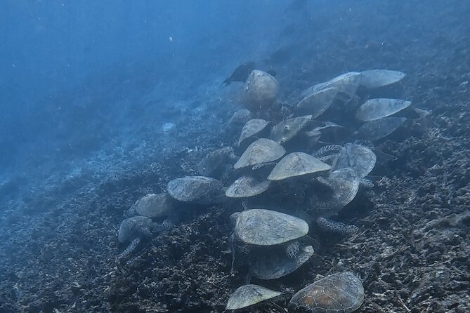 Snorkeling Experience at Ad Daymaniyat Islands in Muscat - Positive Guest Experiences